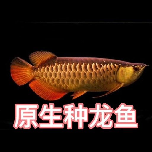 紅尾金龍魚多少錢一條圖片欣賞