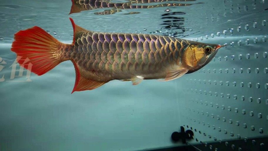 紅尾金龍魚多少錢一條圖片欣賞