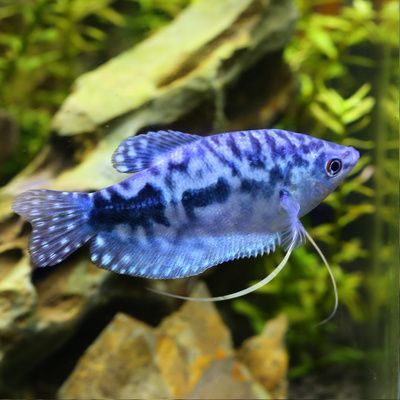 黃龍藍龍魚的寓意是什么？：黃龍藍龍魚的寓意是什么意思黃龍藍龍魚的寓意是什么