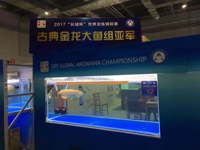 2024年長城杯龍魚大賽報名（2024年長城杯龍魚大賽報名方式）