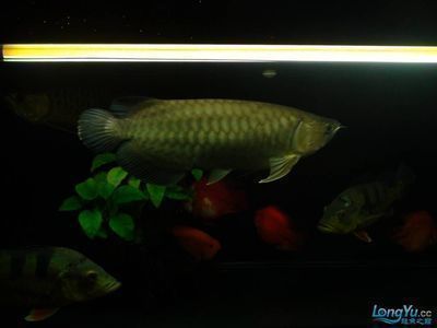 祥龍魚場獲得CITES準證的過程：祥龍魚場cites準證審核標準 祥龍魚場獲得CITES準證的過程：祥龍魚場cites準證審核標準 龍魚百科 第2張