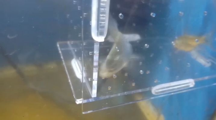 祥龍魚場獲得CITES準證的過程：祥龍魚場cites準證審核標準 祥龍魚場獲得CITES準證的過程：祥龍魚場cites準證審核標準 龍魚百科 第4張