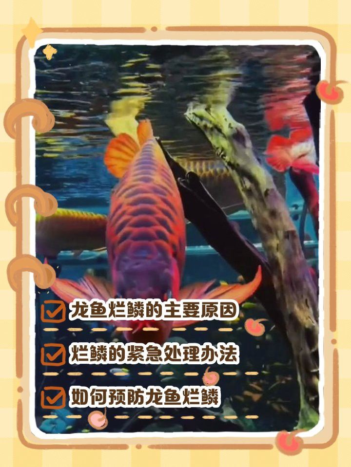 如何預防龍魚爛頭病再次復發(fā)？