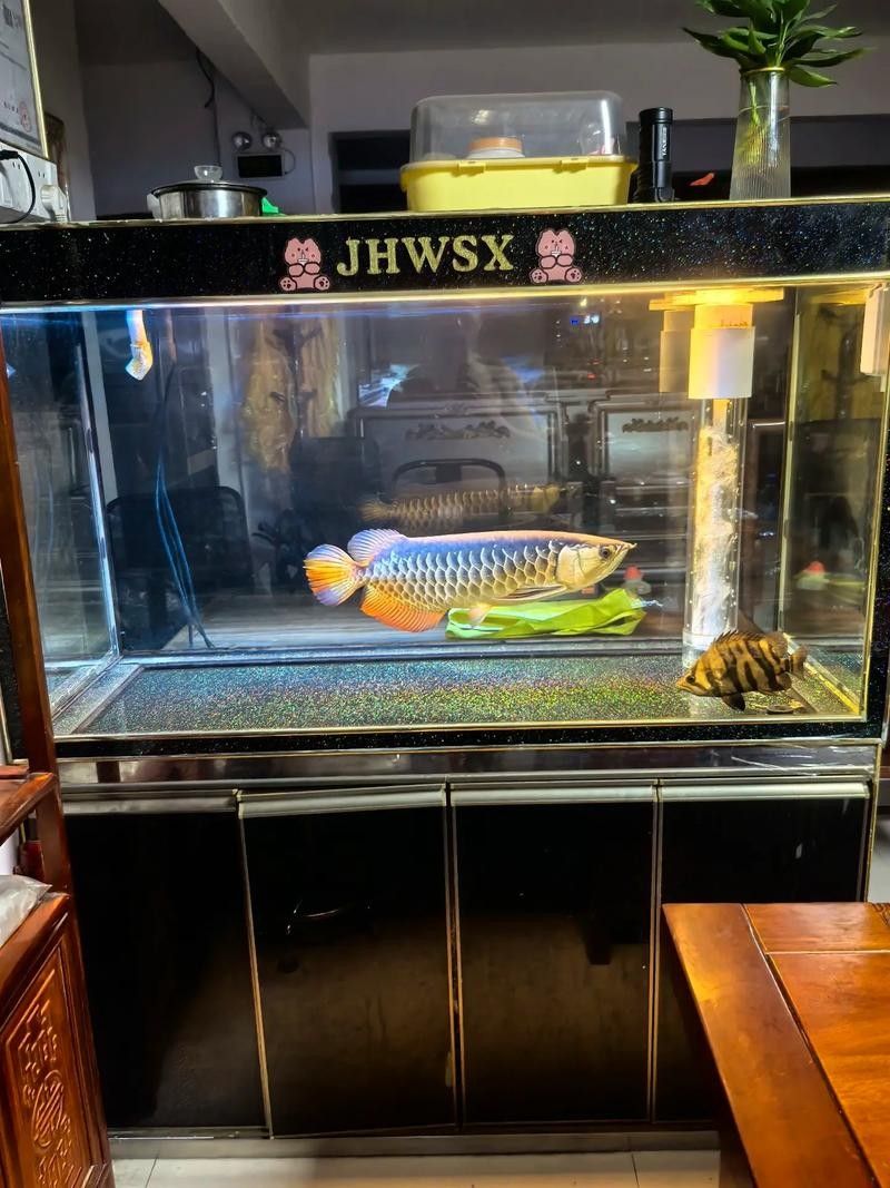 龍魚蝴蝶鯉混養(yǎng)好嗎圖片 龍魚百科 第8張 龍魚蝴蝶鯉混養(yǎng)好嗎圖片 龍魚蝴蝶鯉混養(yǎng)好嗎圖片 龍魚百科 第8張