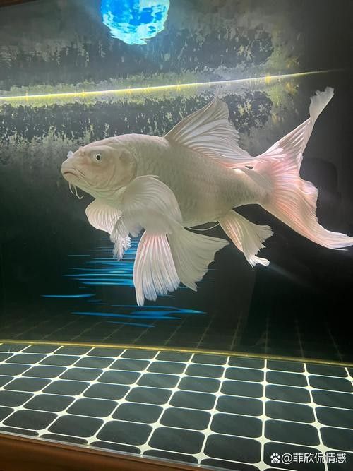 龍魚蝴蝶鯉混養(yǎng)好嗎圖片 龍魚百科 第1張 龍魚蝴蝶鯉混養(yǎng)好嗎圖片 龍魚蝴蝶鯉混養(yǎng)好嗎圖片 龍魚百科 第1張