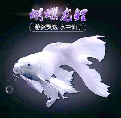 龍魚蝴蝶鯉混養(yǎng)好嗎圖片 龍魚百科 第10張 龍魚蝴蝶鯉混養(yǎng)好嗎圖片 龍魚蝴蝶鯉混養(yǎng)好嗎圖片 龍魚百科 第10張