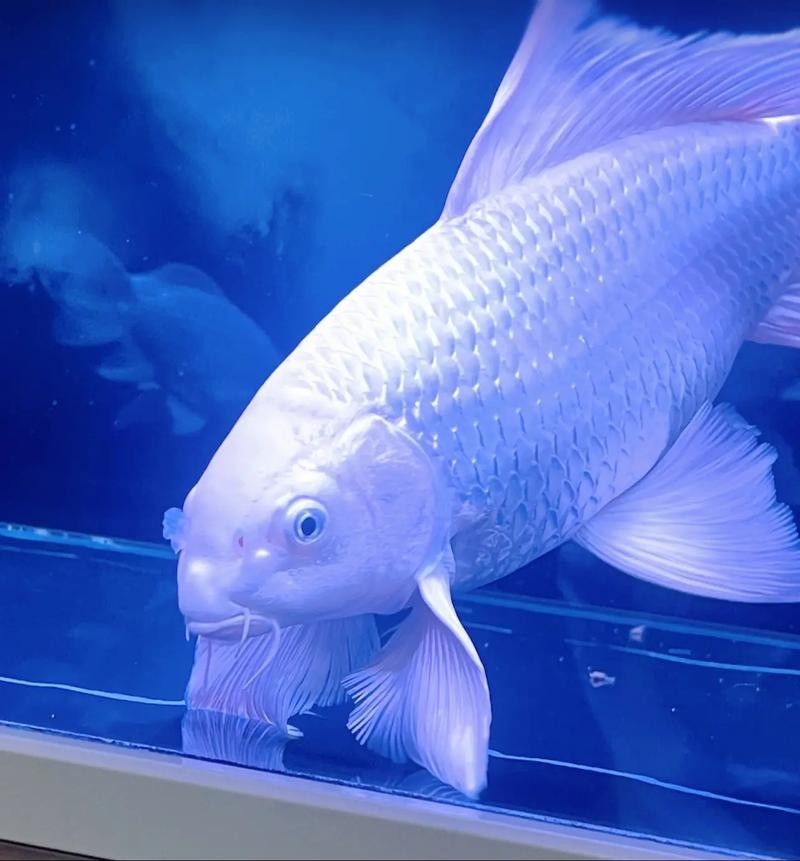 龍魚蝴蝶鯉混養(yǎng)好嗎圖片 龍魚百科 第21張 龍魚蝴蝶鯉混養(yǎng)好嗎圖片 龍魚蝴蝶鯉混養(yǎng)好嗎圖片 龍魚百科 第21張