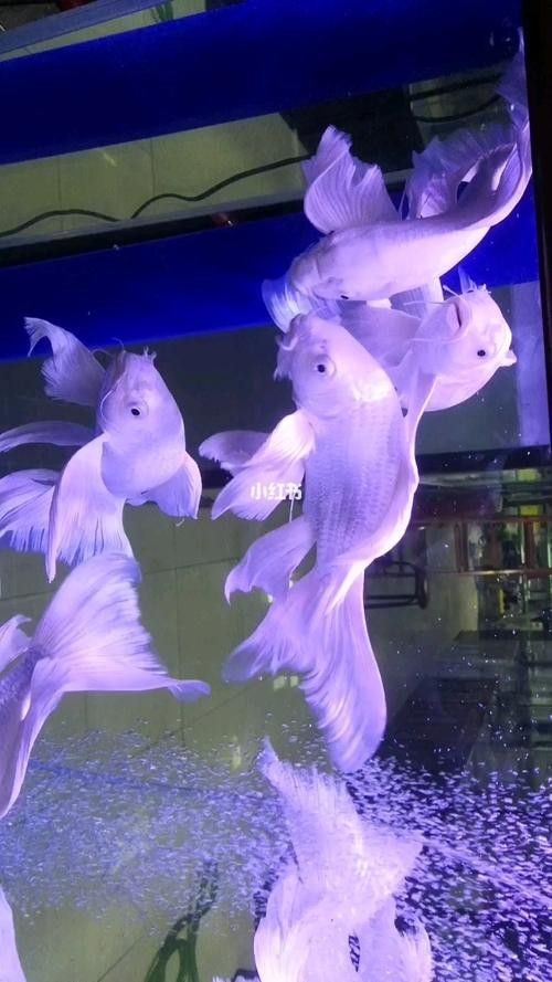 龍魚蝴蝶鯉混養(yǎng)好嗎圖片 龍魚蝴蝶鯉混養(yǎng)好嗎圖片 龍魚百科 第26張
