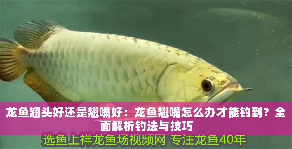 龍魚翹頭好還是翹嘴好：龍魚翹嘴怎么辦才能釣到？全面解析釣法與技巧