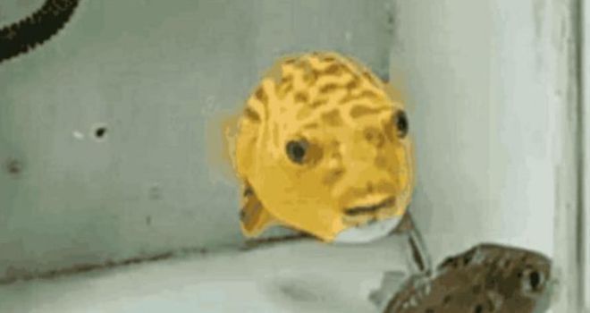金龍魚對手（金龍魚主要競爭對手及其相關信息）