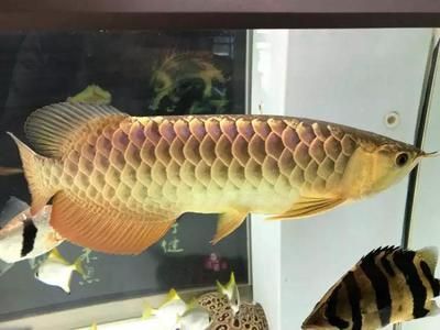 龍魚神經(jīng)質(zhì)怎么治療：如何治療龍魚的神經(jīng)質(zhì)行為