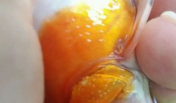 龍魚(yú)和錦鯉的繁殖方法