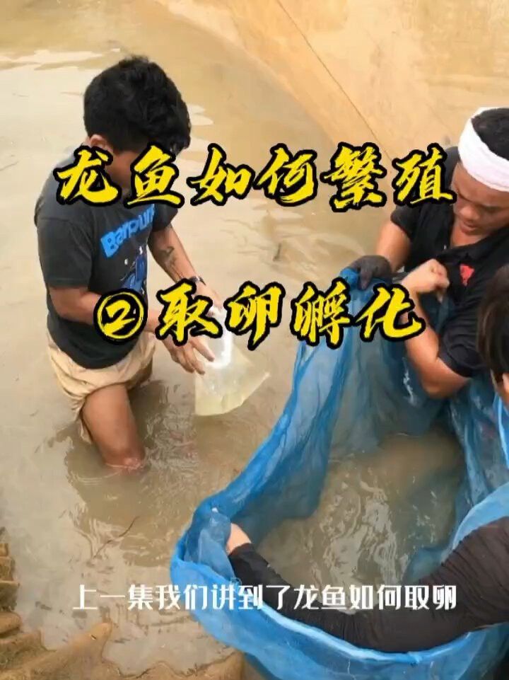 龍魚(yú)和錦鯉的繁殖方法