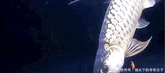 金龍魚尾巴邊緣發白怎么辦
