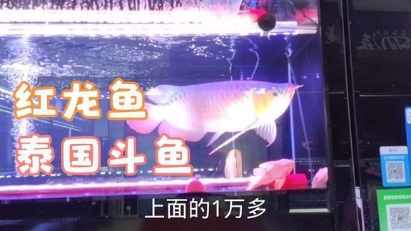 紅龍魚有名的漁場是哪里的魚：印尼紅龍魚養殖場有哪些特點？ 紅龍魚有名的漁場是哪里的魚：印尼紅龍魚養殖場有哪些特點？ 龍魚百科 第1張