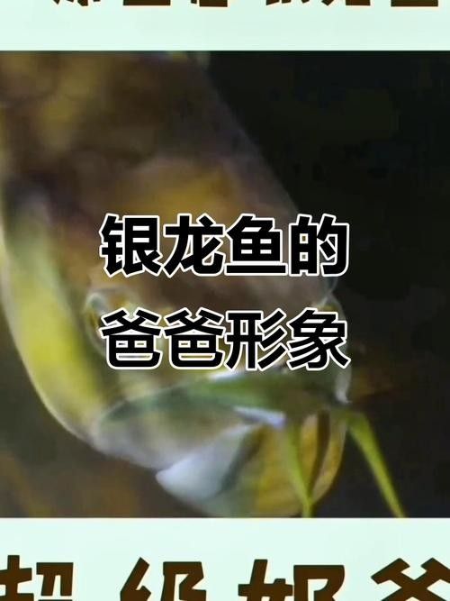 銀龍魚(yú)苗長(zhǎng)什么樣子圖片 銀龍魚(yú)苗長(zhǎng)什么樣子圖片 龍魚(yú)百科 第10張