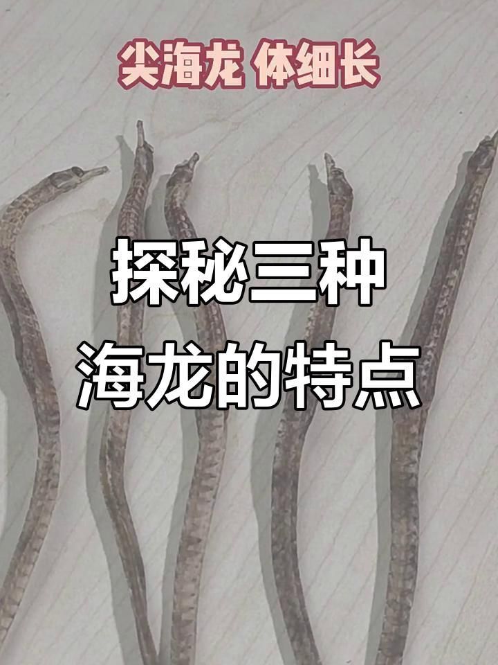 海龍有哪些種類？