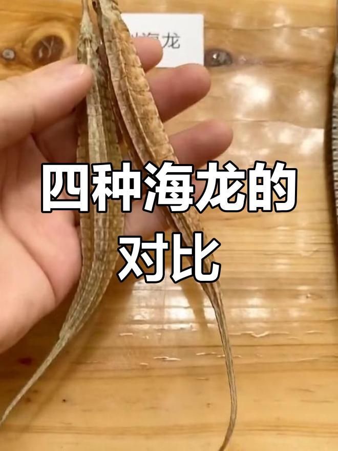 海龍有哪些種類？