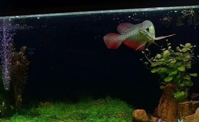 龍魚缸需要清道夫嗎怎么養
