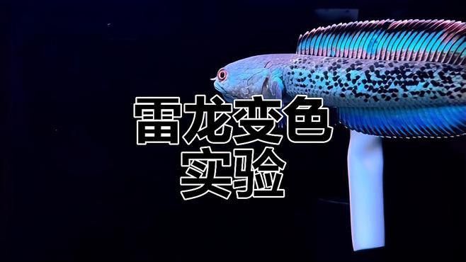 幻彩紅寶石雷龍魚怎么分公母 幻彩紅寶石雷龍魚怎么分公母 龍魚百科 第9張