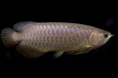 龍魚馬蹄印是什么意思：關于龍魚馬蹄印的詳細解釋