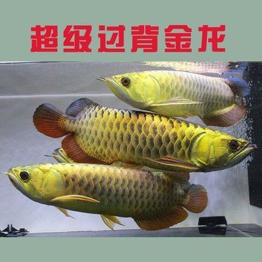 30cm過背金龍魚價格是多少？