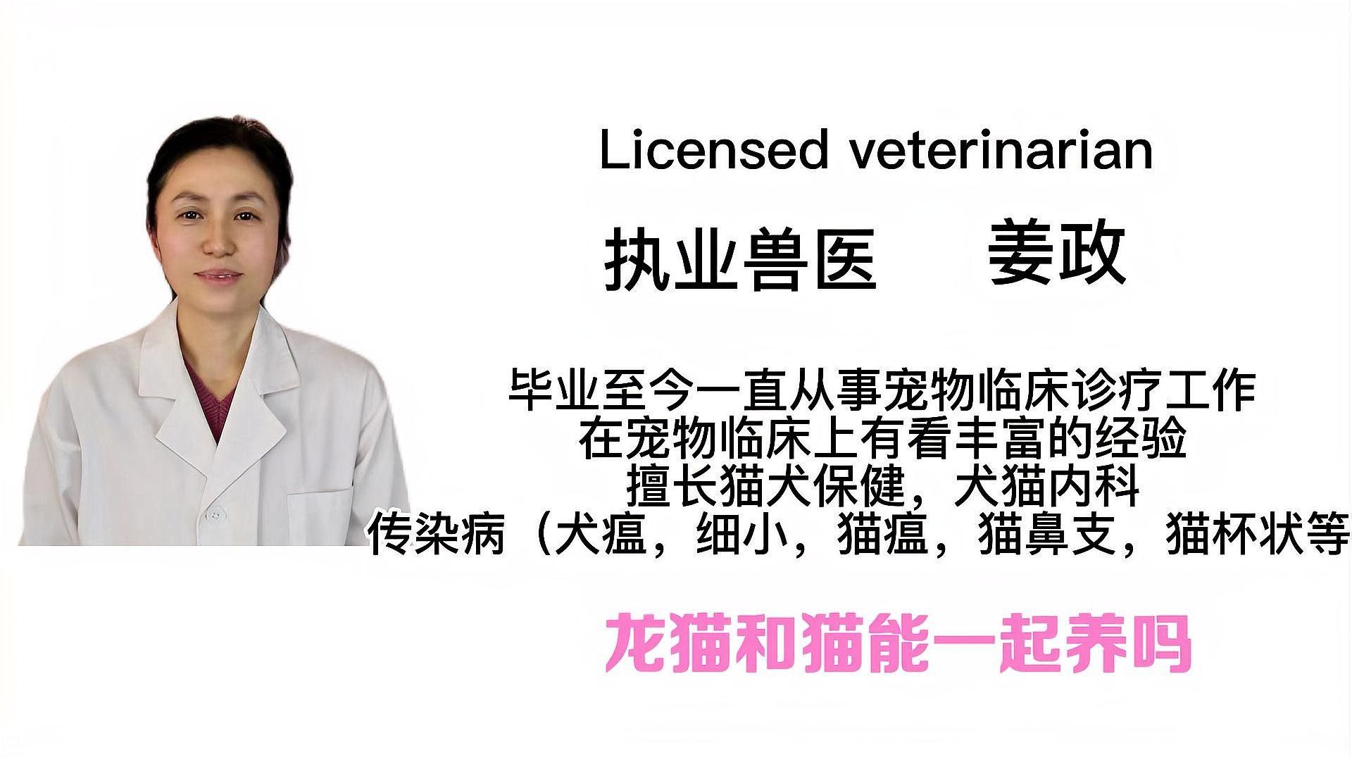 龍貓和家貓共養(yǎng)有哪些潛在風險？