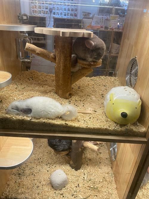 龍貓和家貓共養(yǎng)有哪些潛在風險？