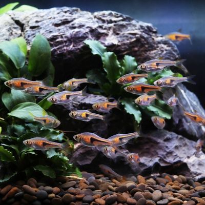 一眉道人可以跟龍魚混養嗎（一眉道人魚與龍魚可以混養嗎？）