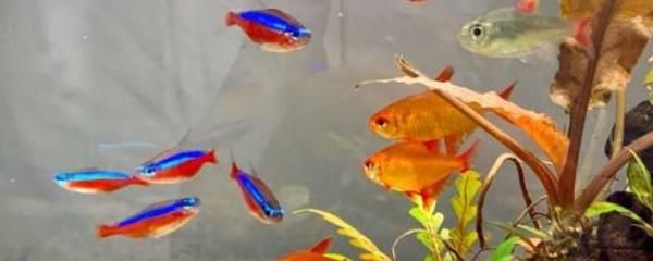 一眉道人可以跟龍魚混養嗎（一眉道人魚與龍魚可以混養嗎？）