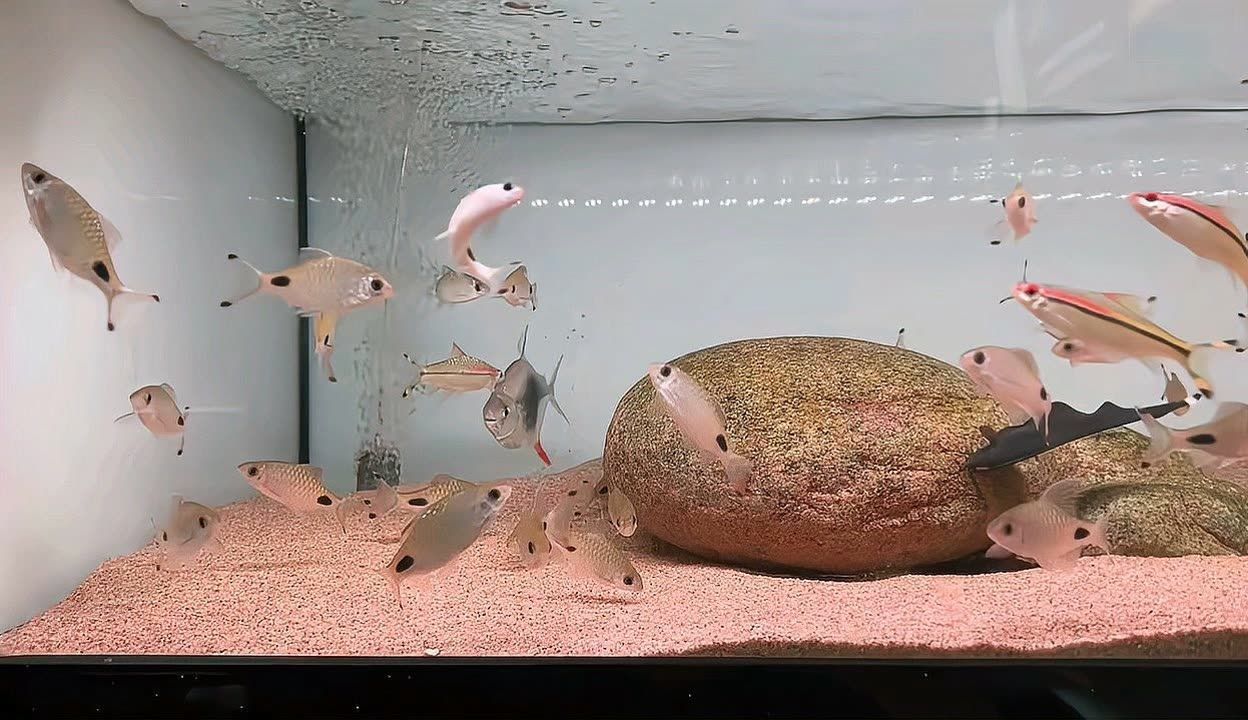 一眉道人可以跟龍魚混養嗎（一眉道人魚與龍魚可以混養嗎？）
