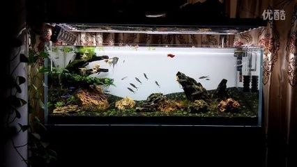 一眉道人可以跟龍魚混養嗎（一眉道人魚與龍魚可以混養嗎？）