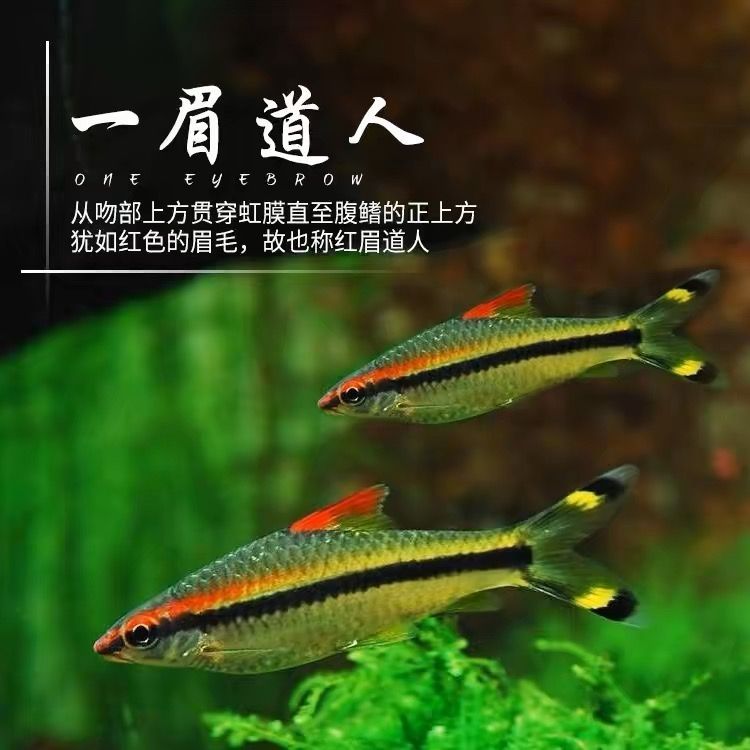 一眉道人可以跟龍魚混養嗎（一眉道人魚與龍魚可以混養嗎？）