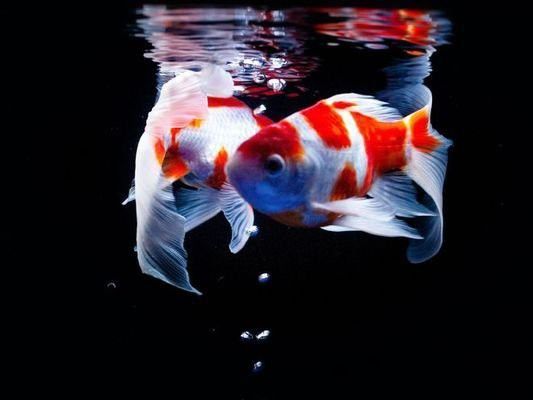 和紅龍魚混養的高端魚叫什么名字好聽