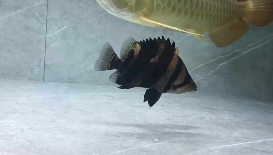 金龍魚吃虎魚嗎：金龍魚會吃虎魚嗎？