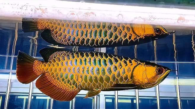 如何判斷過背金龍魚的珠鱗是否全亮？ 如何判斷過背金龍魚的珠鱗是否全亮？ 龍魚百科 第5張