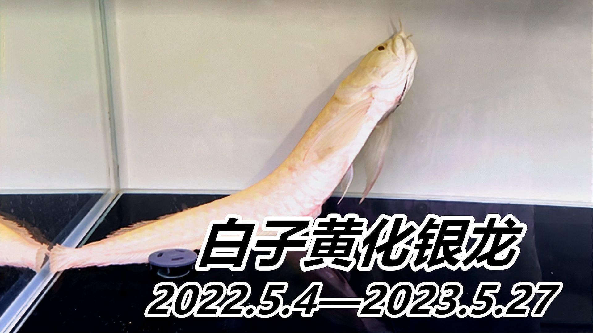 銀龍魚什么情況下會死