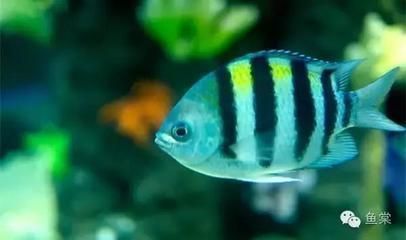 藍(lán)龍魚能活多久壽命，