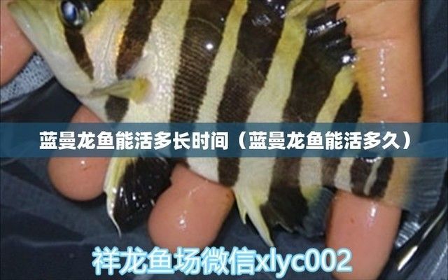 藍龍魚能活多久壽命，