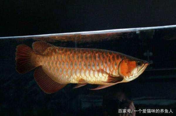 龍魚用led燈好嗎安全嗎（led燈對龍魚發色的具體影響） 龍魚用led燈好嗎安全嗎（led燈對龍魚發色的具體影響） 龍魚百科 第5張