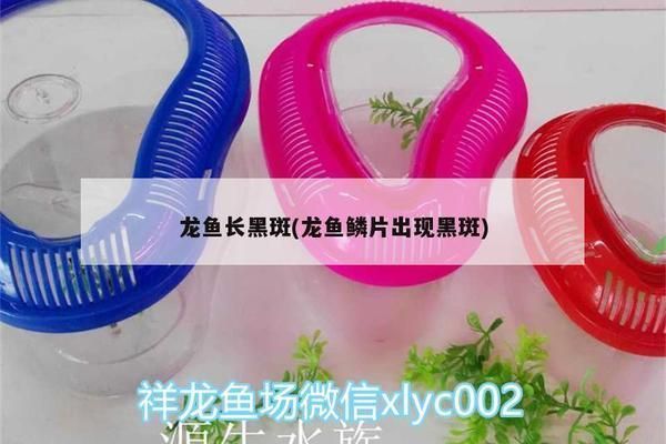 龍魚背部黑片的成因及處理方法（龍魚背部發黑怎么辦）