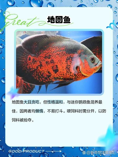 銀龍魚能與鸚鵡魚混養嗎圖片視頻