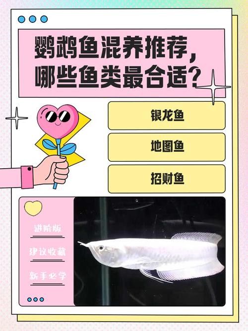 銀龍魚能與鸚鵡魚混養嗎圖片視頻