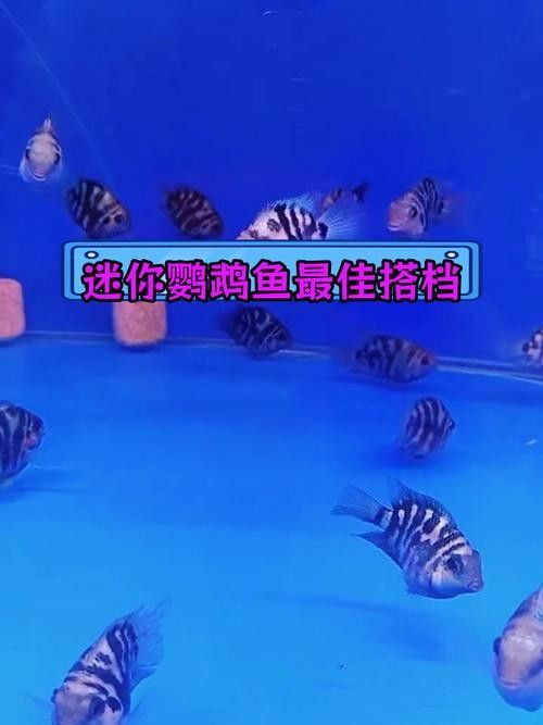 銀龍魚能與鸚鵡魚混養嗎圖片視頻