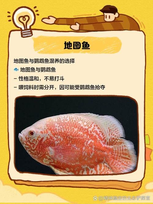 銀龍魚能與鸚鵡魚混養嗎圖片視頻