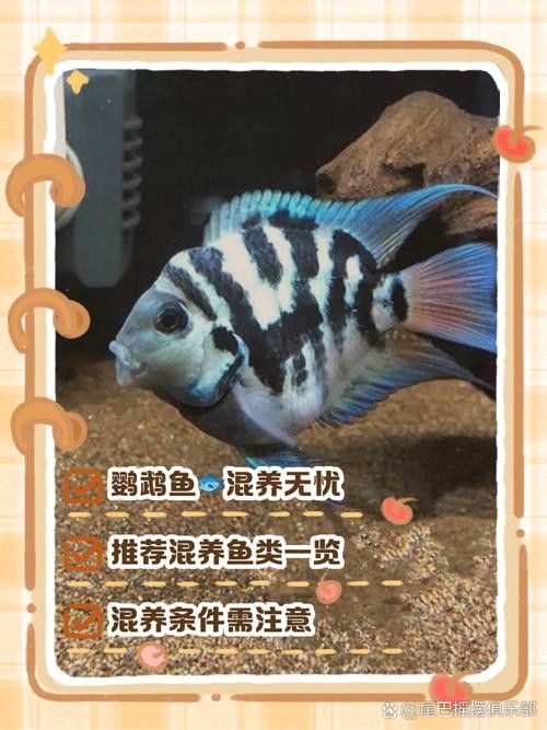 銀龍魚能與鸚鵡魚混養嗎圖片視頻