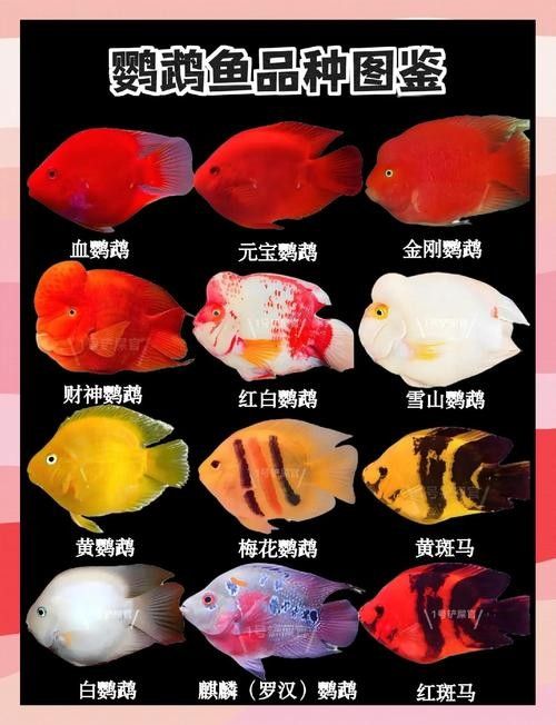 銀龍魚能與鸚鵡魚混養嗎圖片視頻