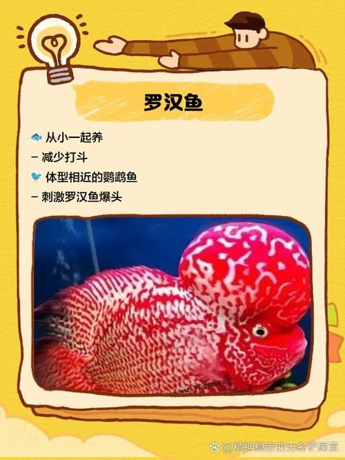 銀龍魚能與鸚鵡魚混養嗎圖片視頻