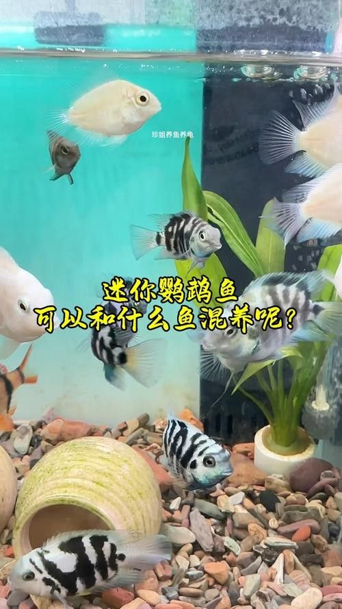 銀龍魚能與鸚鵡魚混養嗎圖片視頻