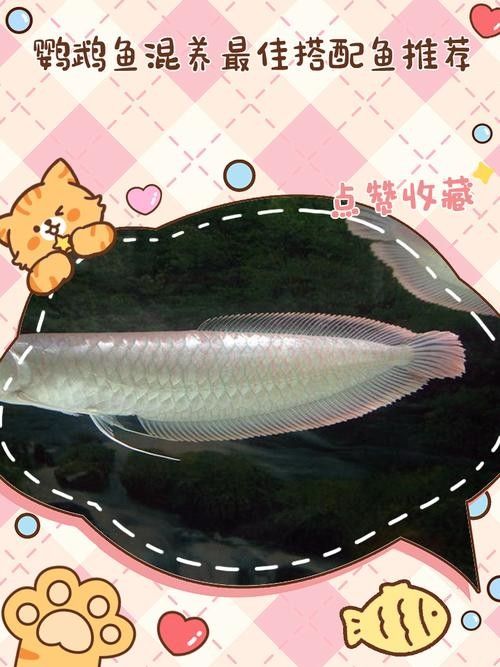 銀龍魚能與鸚鵡魚混養嗎圖片視頻